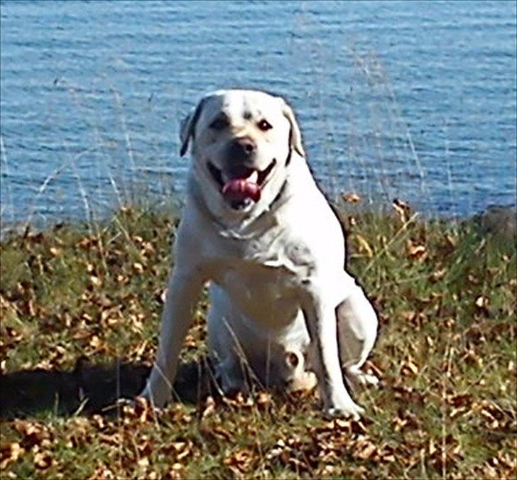 Labrador retriever Rolex - Rolex 4½ år gammel :) billede 1