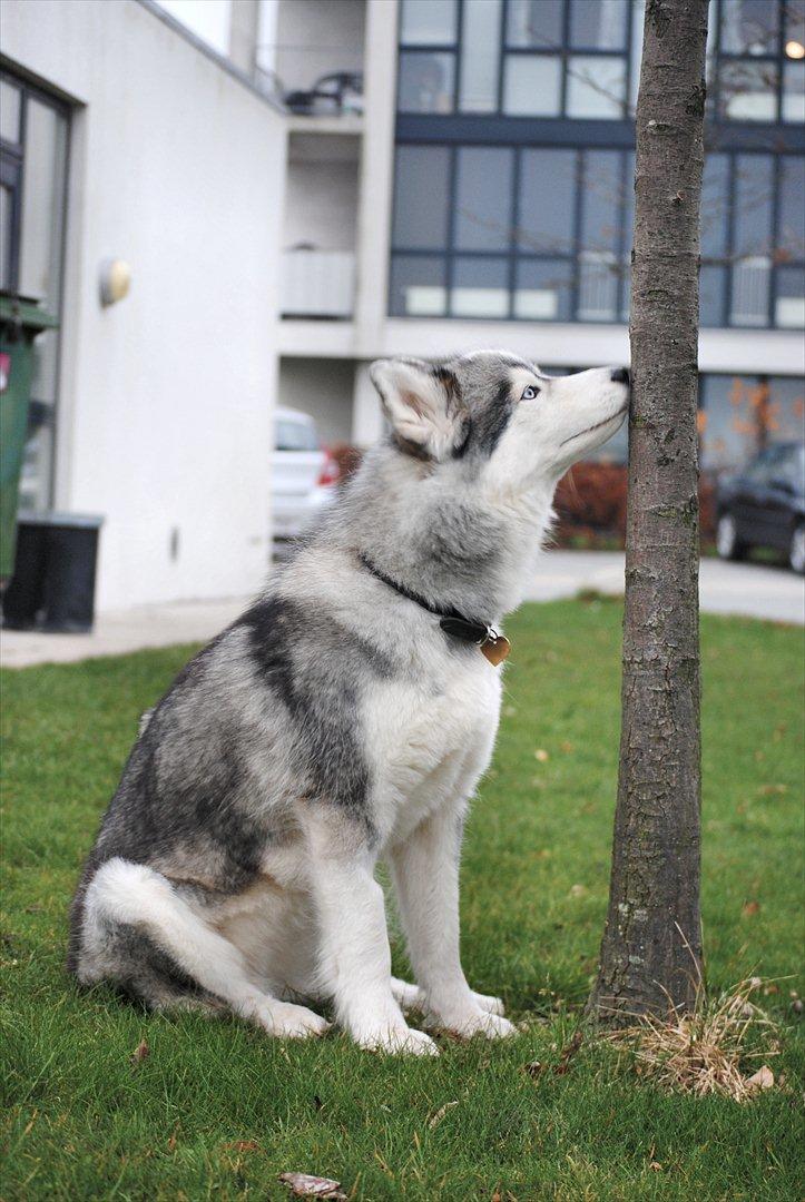 Siberian husky | Jeyzi - *Fotograf. Julie Ingemann - 2011 billede 26