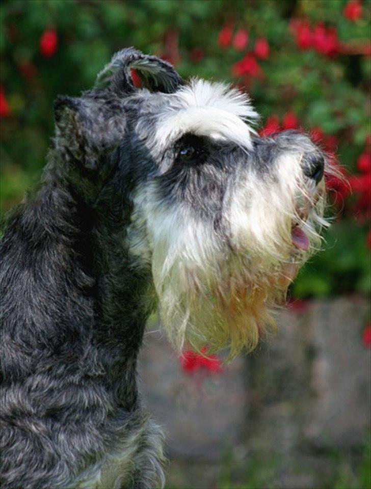 Dvaergschnauzer Nida billede 20