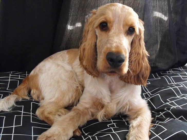 Blanding af racer Buddi billede 2