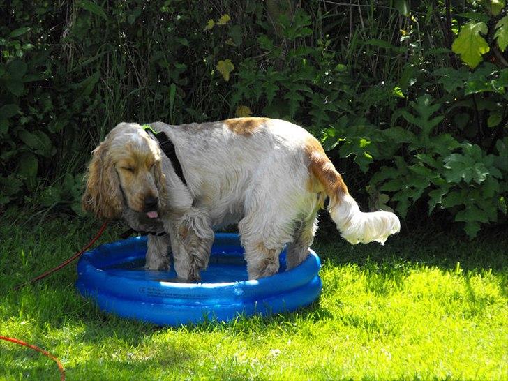 Blanding af racer Buddi billede 3