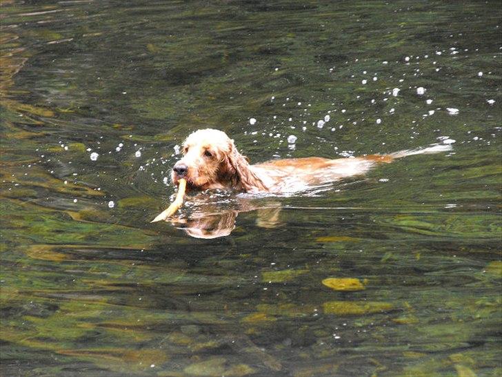 Blanding af racer Buddi billede 4