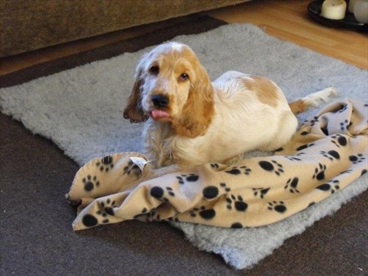 Blanding af racer Buddi billede 5