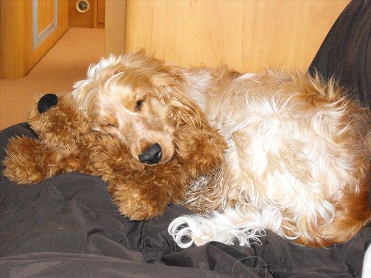 Blanding af racer Buddi billede 1