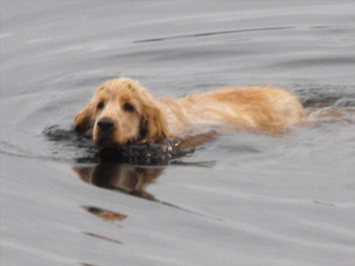 Blanding af racer Buddi billede 6