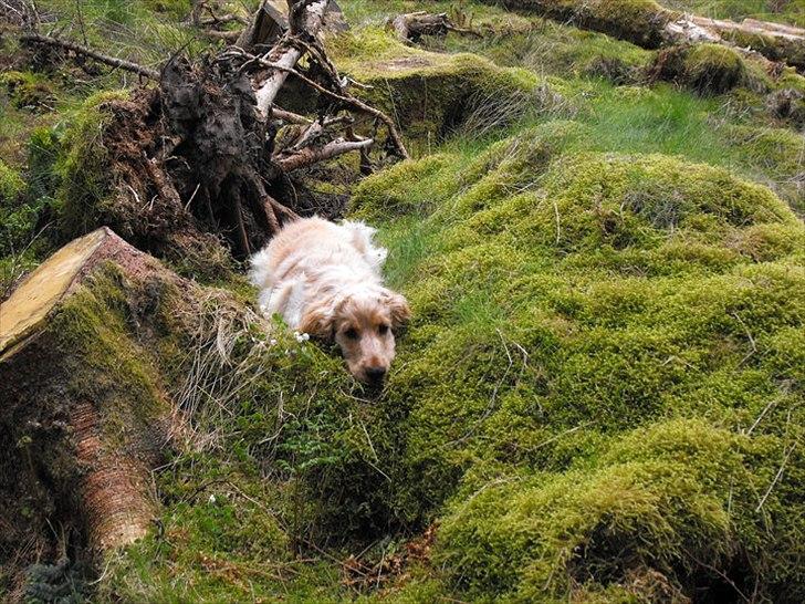 Blanding af racer Buddi billede 7