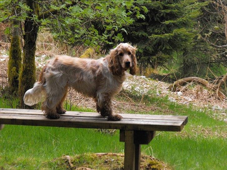 Blanding af racer Buddi billede 8