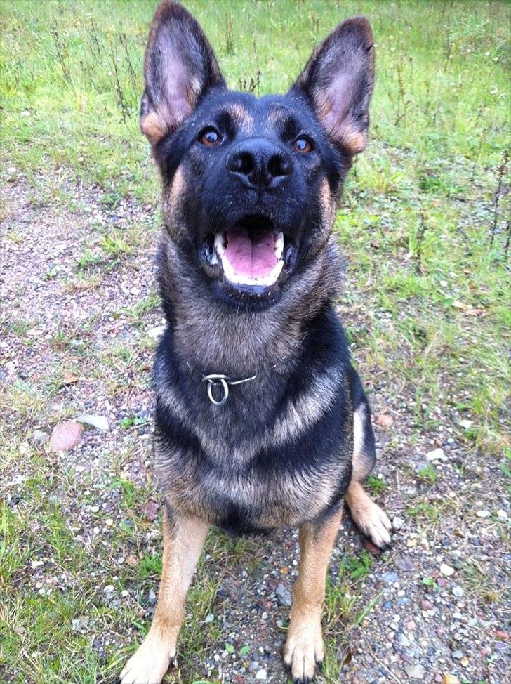 Schæferhund J'Unique Du Triangle Magique (Unique) billede 2