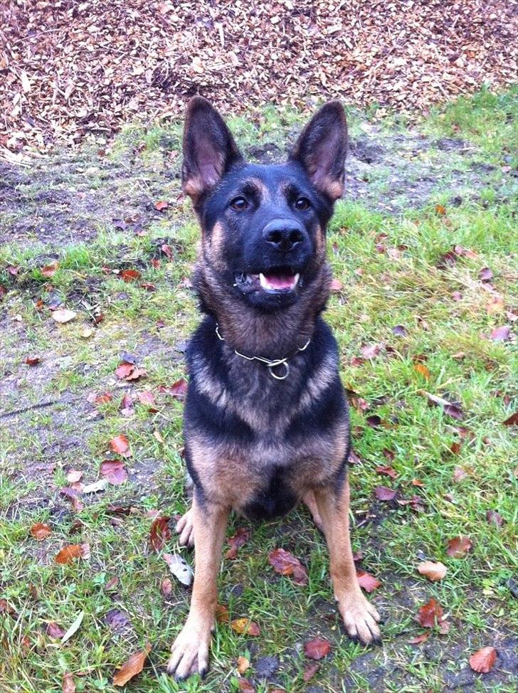 Schæferhund J'Unique Du Triangle Magique (Unique) billede 3