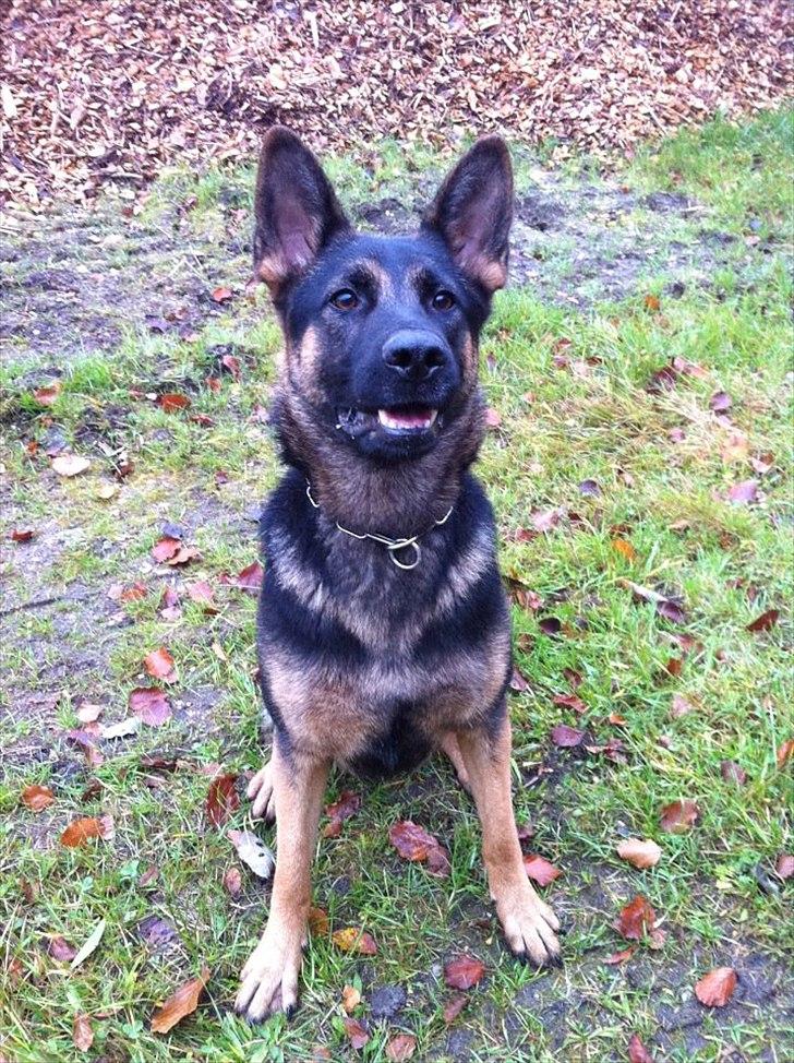 Schæferhund J'Unique Du Triangle Magique (Unique) billede 5