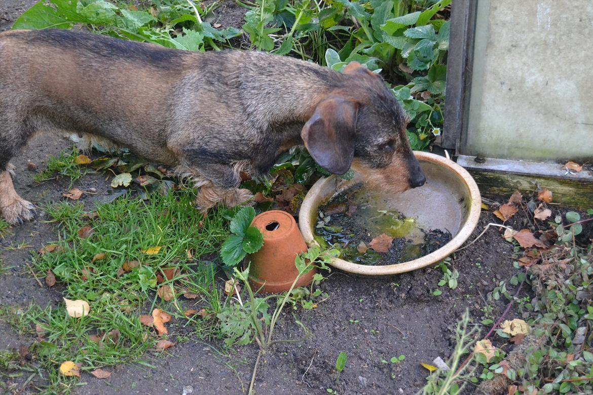 Gravhund Holmes Bakke Bimse - Bimse elsker og kigge efter mus  billede 8