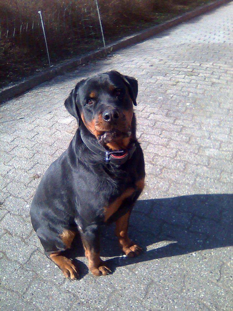 Rottweiler Canto (svigerforælders) billede 2