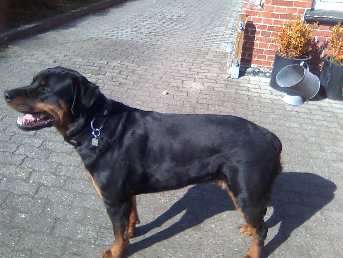 Rottweiler Canto (svigerforælders) billede 3
