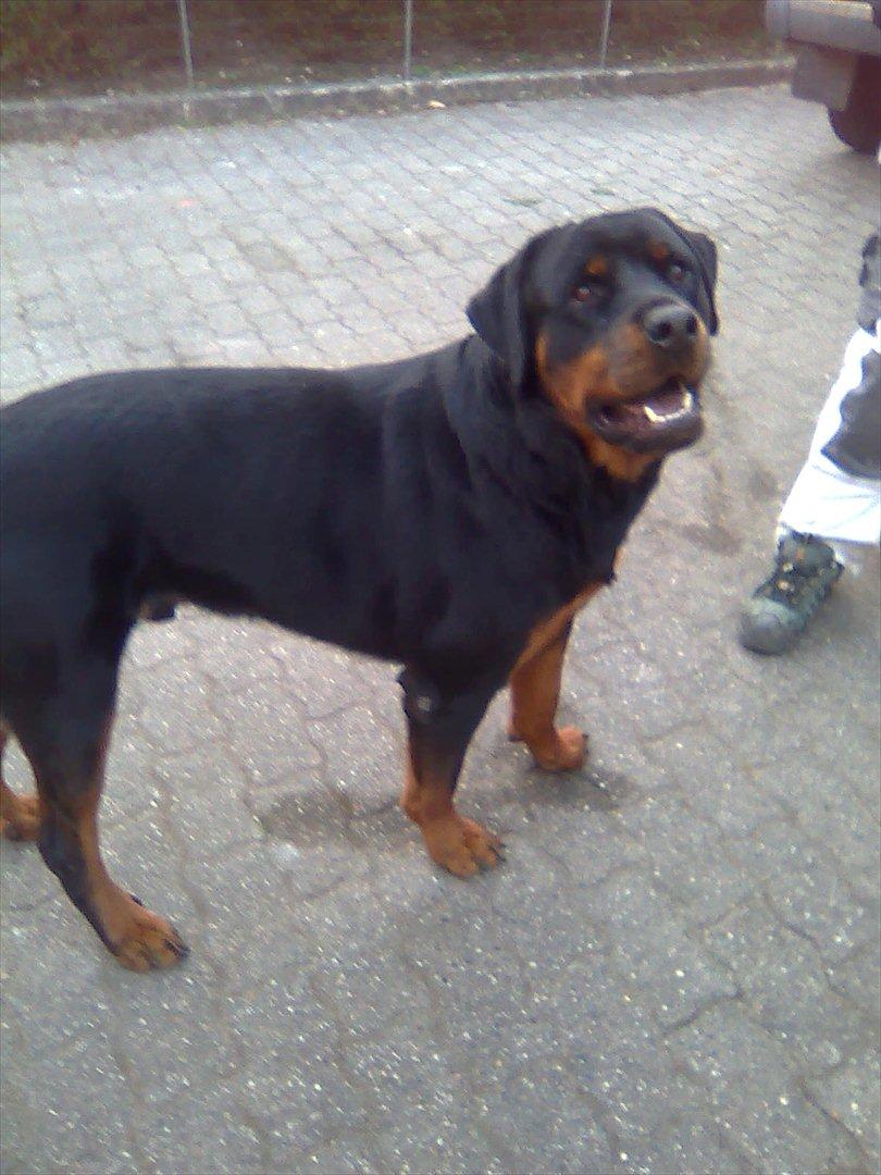 Rottweiler Canto (svigerforælders) billede 4