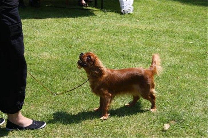 Cavalier king charles spaniel Zoe billede 3