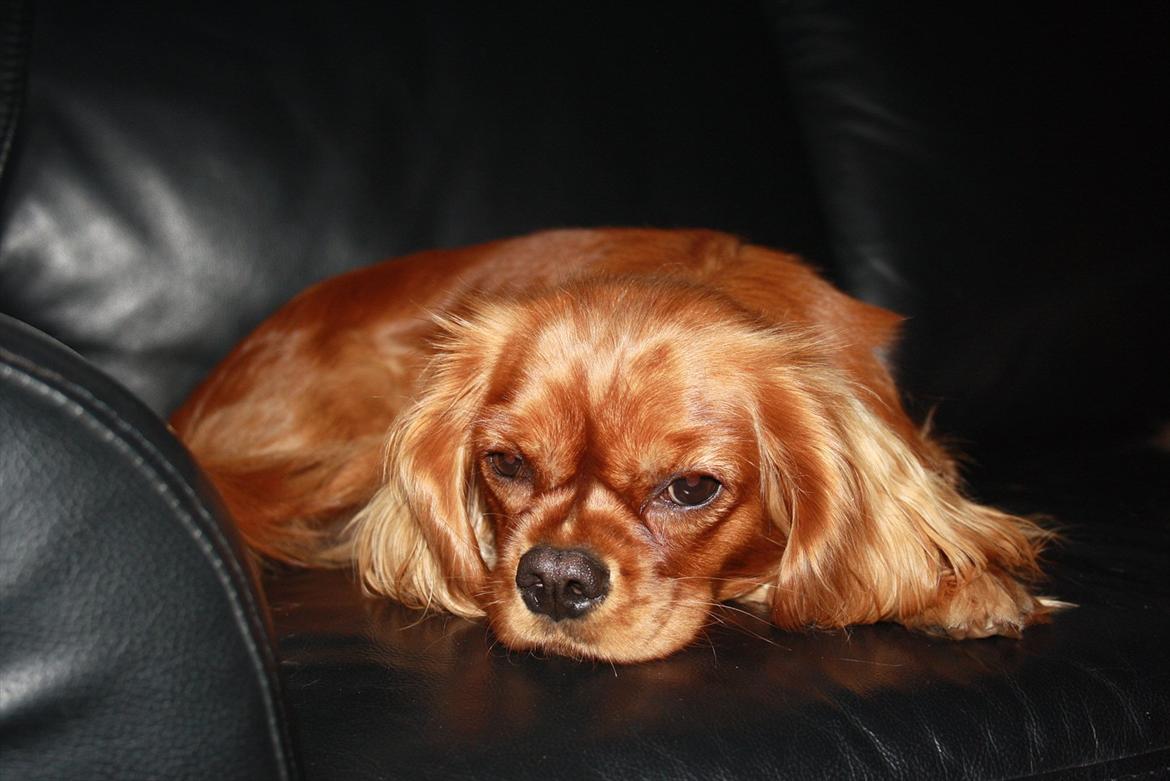 Cavalier king charles spaniel Zoe billede 15