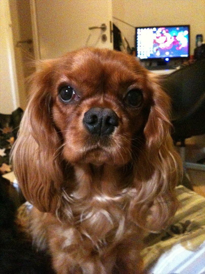 Cavalier king charles spaniel Zoe billede 5