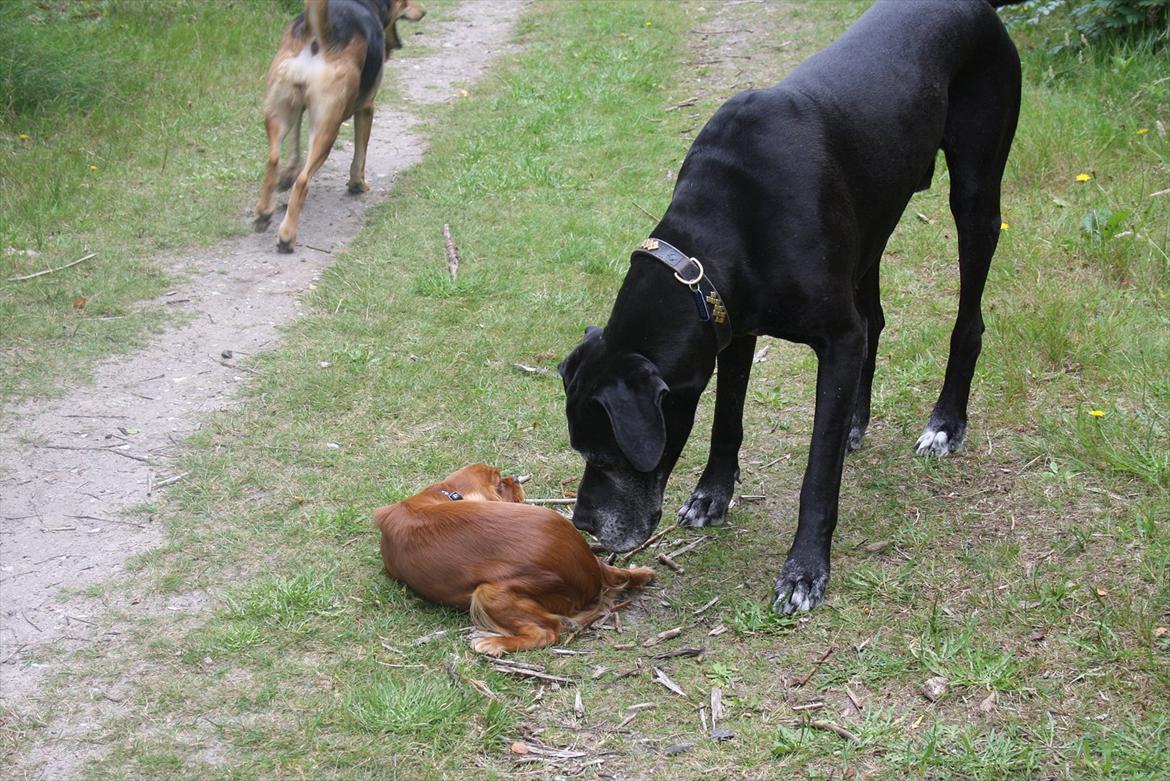 Cavalier king charles spaniel Zoe billede 6