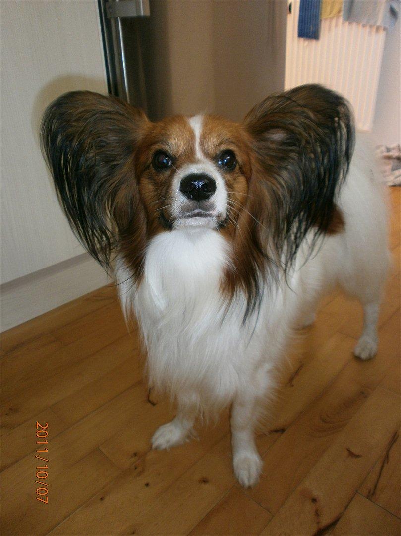 Papillon Gallinas Ninja (Liam) - Dette billede er et par dage efter vi har hentet ham. billede 5