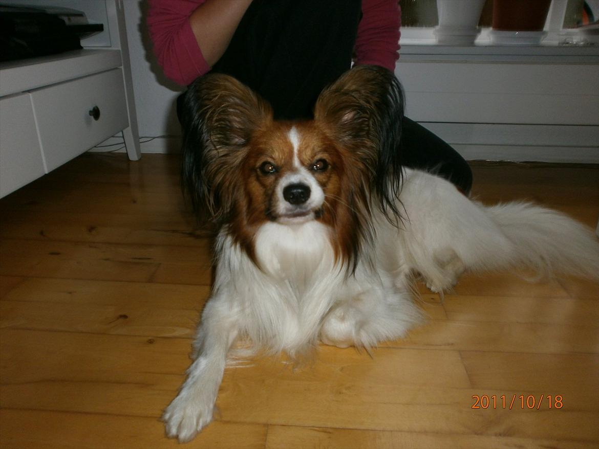 Papillon Gallinas Ninja (Liam) - En glad Liam med snart helt udredte ørefrynser. billede 2