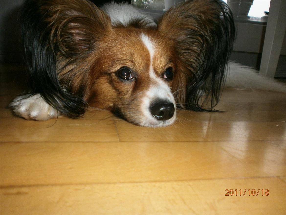 Papillon Gallinas Ninja (Liam) - Eftertænksom Liam billede 6