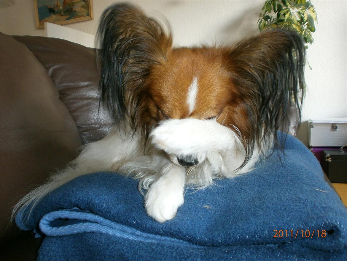 Papillon Gallinas Ninja (Liam) - "Neeeeej, ikke mere" billede 7