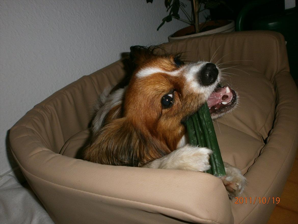 Papillon Gallinas Ninja (Liam) - Liam spiser dentalstick med nydelse. billede 8
