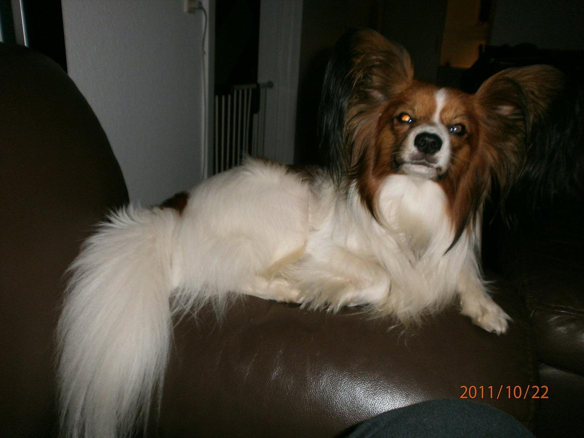 Papillon Gallinas Ninja (Liam) - "Jeg ligger da så udemærket på armlænet. Det er der da intet galt i vel?" billede 9