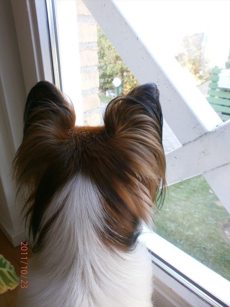 Papillon Gallinas Ninja (Liam) - Han har fået øje på en kat, og iagtager den nøje. billede 10