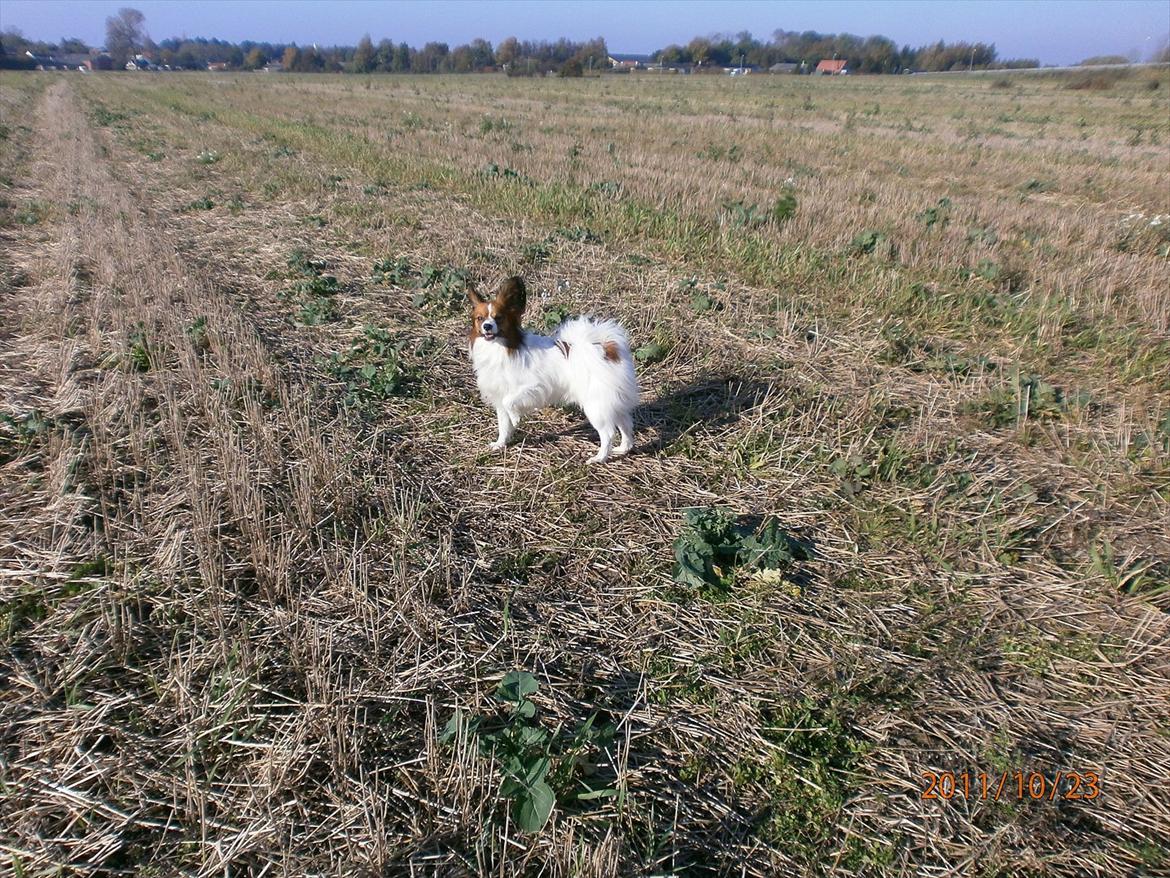 Papillon Gallinas Ninja (Liam) - "Kommer du?" billede 11
