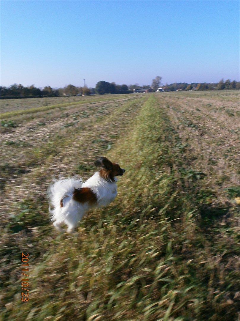Papillon Gallinas Ninja (Liam) - Liam i fuld gallop over marken. billede 12