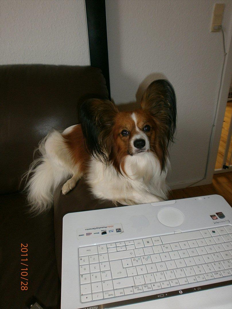 Papillon Gallinas Ninja (Liam) - "Skal du bruge computeren?" billede 14