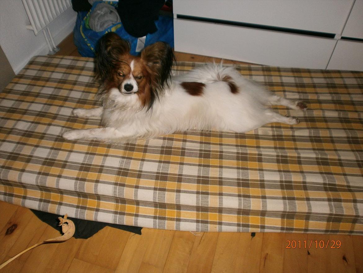 Papillon Gallinas Ninja (Liam) - Afslapning på en gammel madras efter endt gåtur. billede 15
