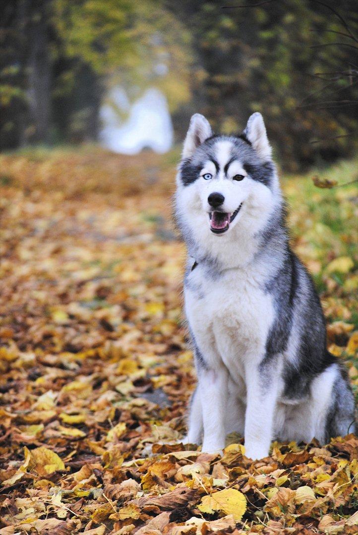 Siberian husky | Jeyzi - *Fotograf. Julie Ingemann - 2011 billede 39