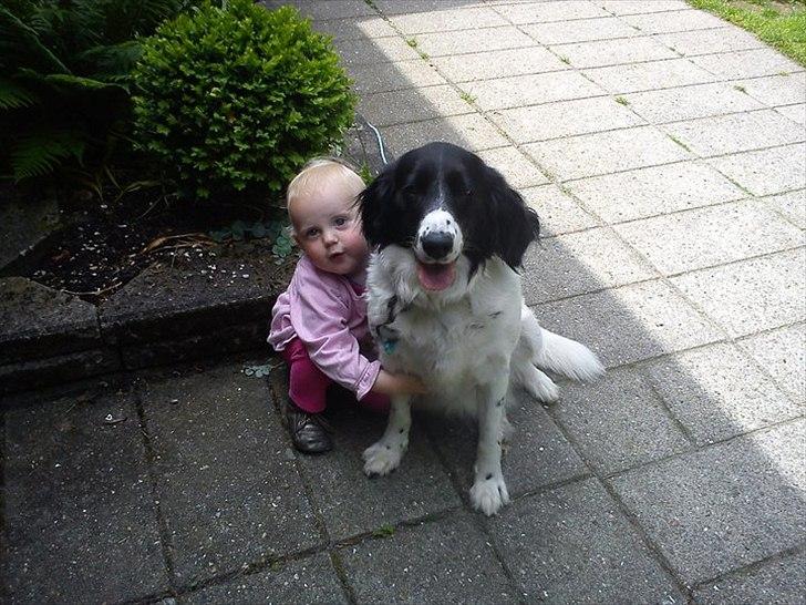 Blanding af racer Mollie TYKKE<3 - Børnevenlig hund  billede 20