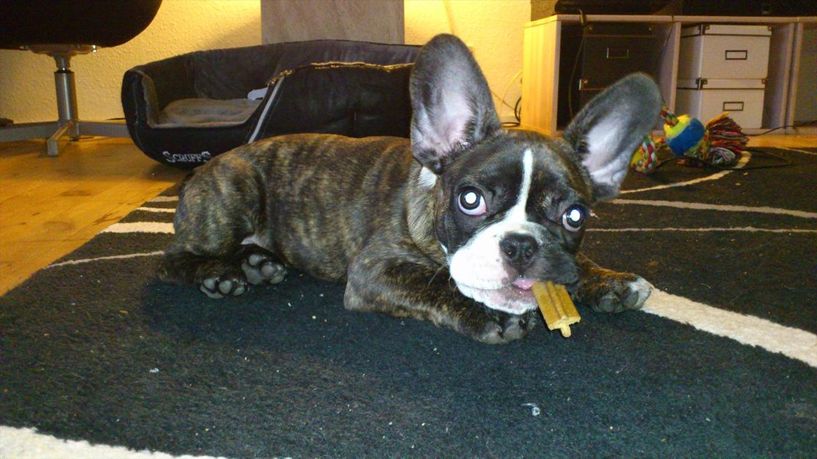 Fransk bulldog Tyson (Himmelhund)  - 11 uger - 4,6 kg billede 11