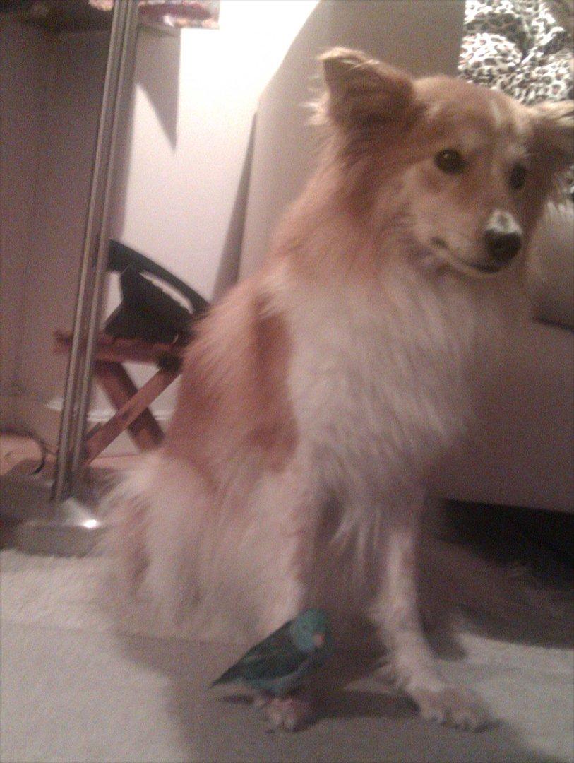 Blanding af racer daiasy billede 12