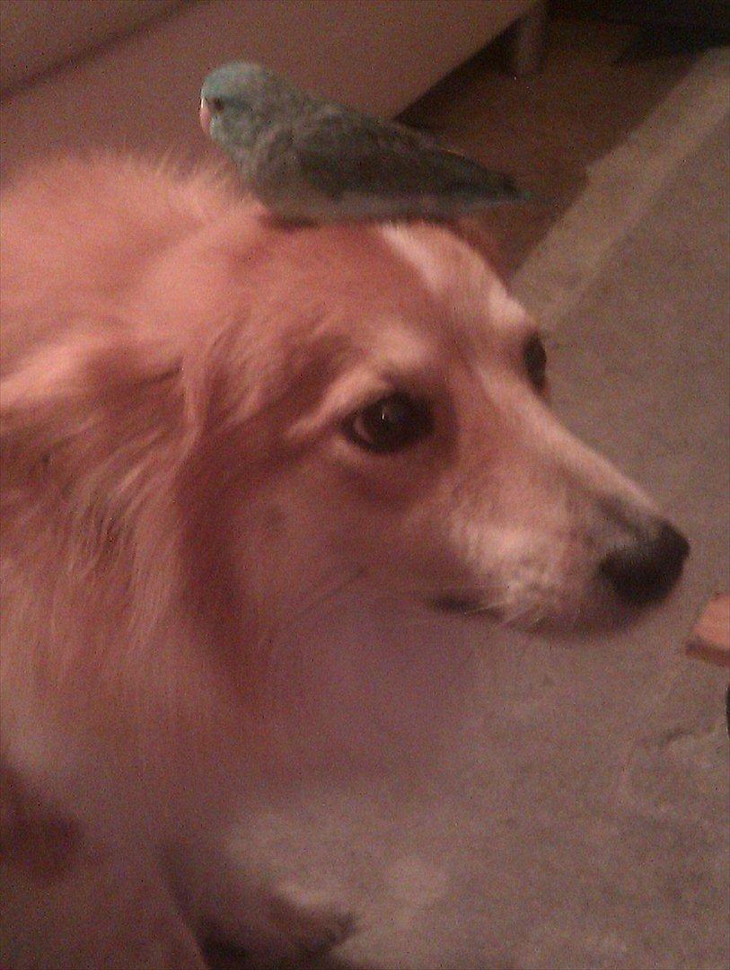 Blanding af racer daiasy billede 13