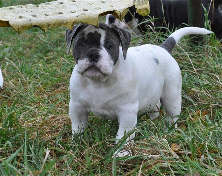 Olde english bulldogge Hugh Hefner - 9 uger  billede 12