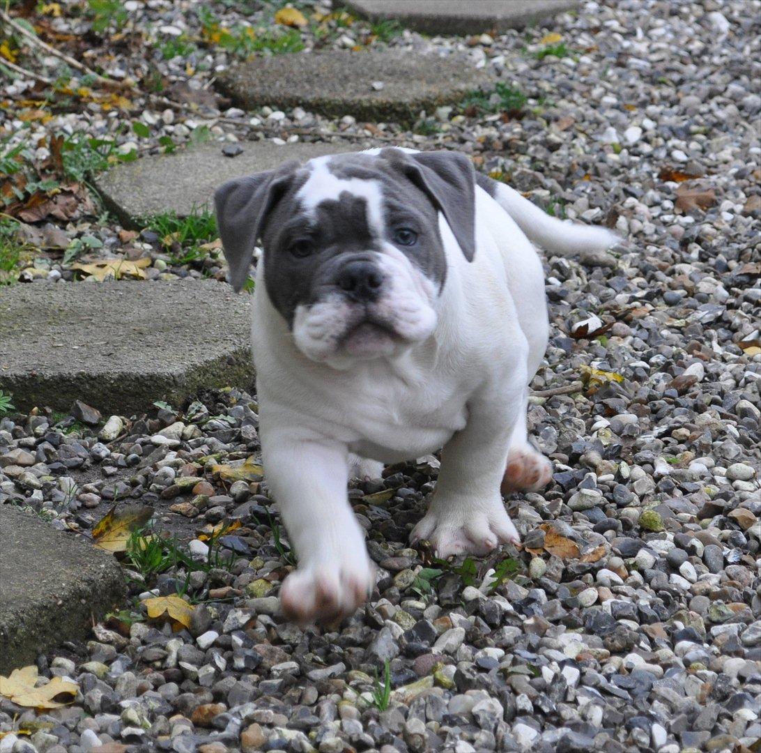 Olde english bulldogge Hugh Hefner - 9 uger  billede 13