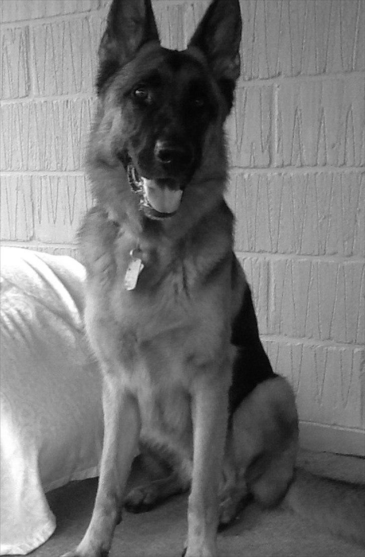 Schæferhund Kiba (Sandkærgårds Klodo) - Kiba (2,5 år gammel) :-) billede 2