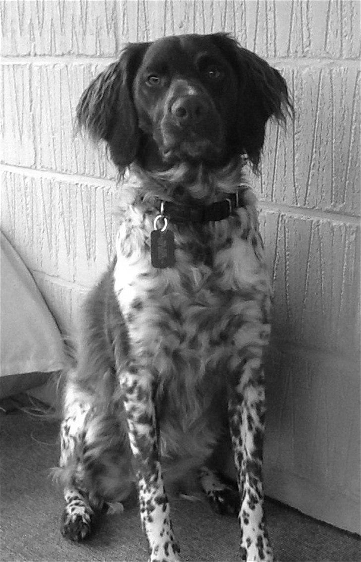 Kleiner münsterländer Sanji - Sanji (1,5 år gammel) :-) billede 1