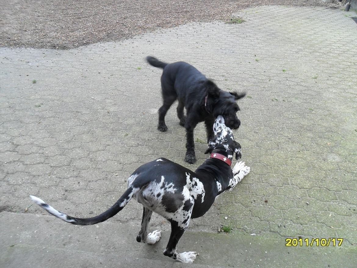 Grand danois Tøzen - de leger:) billede 14