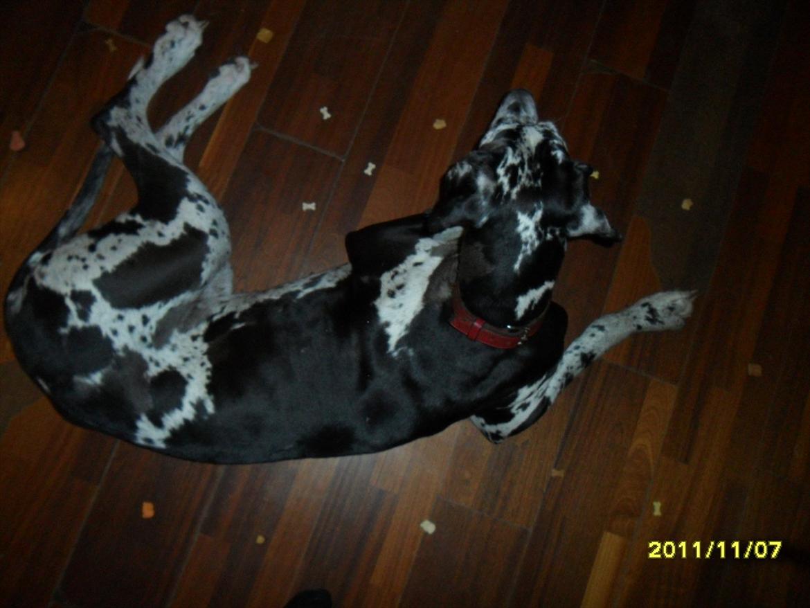 Grand danois Tøzen - det er godbidder hun ligge i mellem:) billede 2