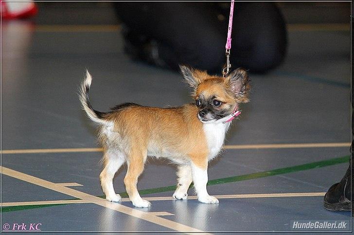 Chihuahua Martina´s Medina - Martina´s Medina til udstilling i Helle hallen 22 oktober 2011 (4 mdr. gammel) billede 1