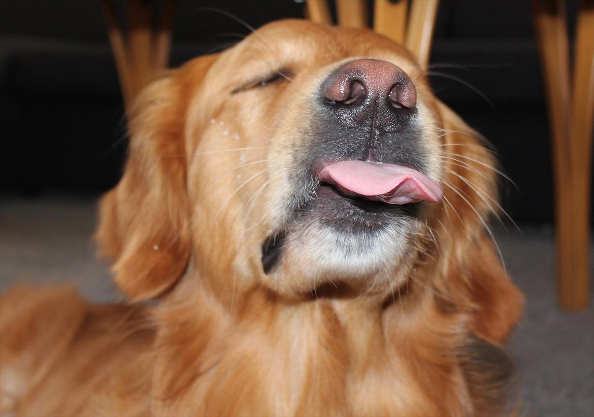 Golden retriever Rocky  - Rocky rækker tunge':) billede 12