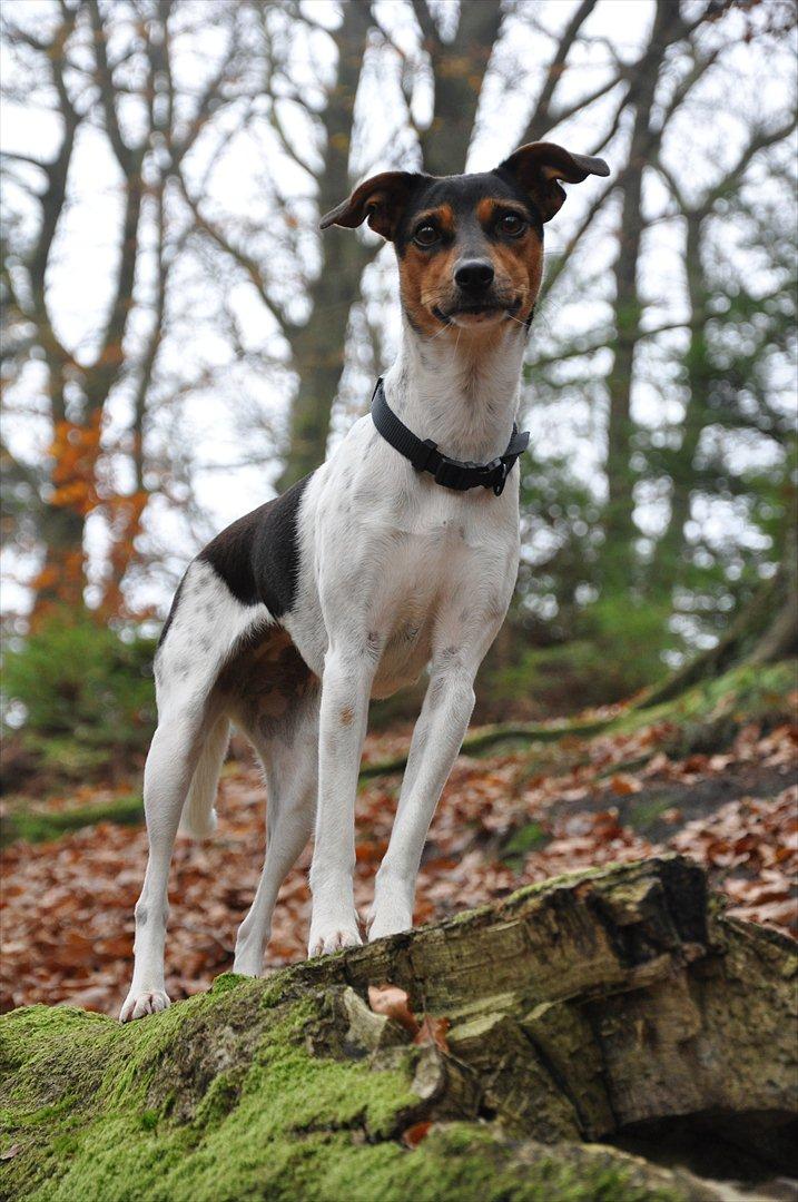 Dansk svensk gaardhund Björk<'3 - 9 # Udkigspost i skoven;) Foto: AFH 06.11.11 billede 9