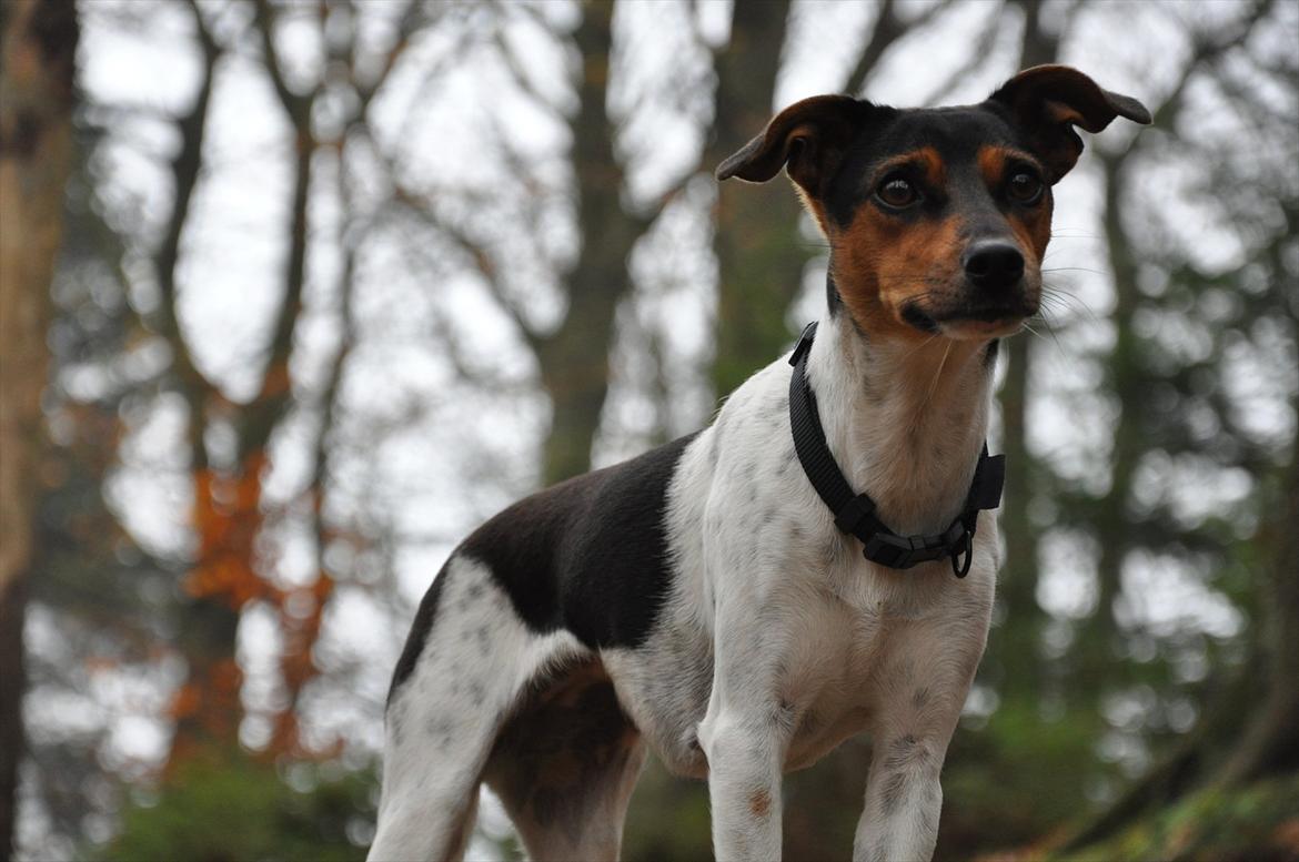 Dansk svensk gaardhund Björk<'3 - 2 # På tur i efterårsskoven:) Foto: AFH 06.11.11 billede 2