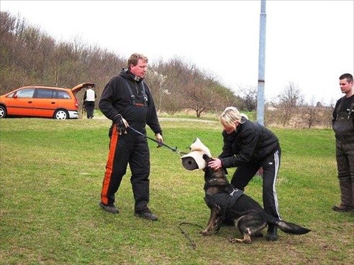 Schæferhund Xilli Von Der Siegertshöhe (Xilli) billede 3