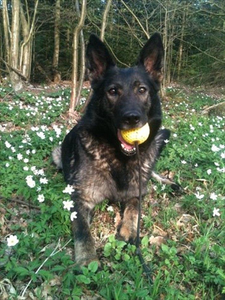 Schæferhund Xilli Von Der Siegertshöhe (Xilli) billede 4